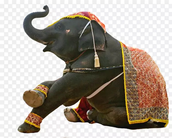 亚洲象河马马戏团-大象
