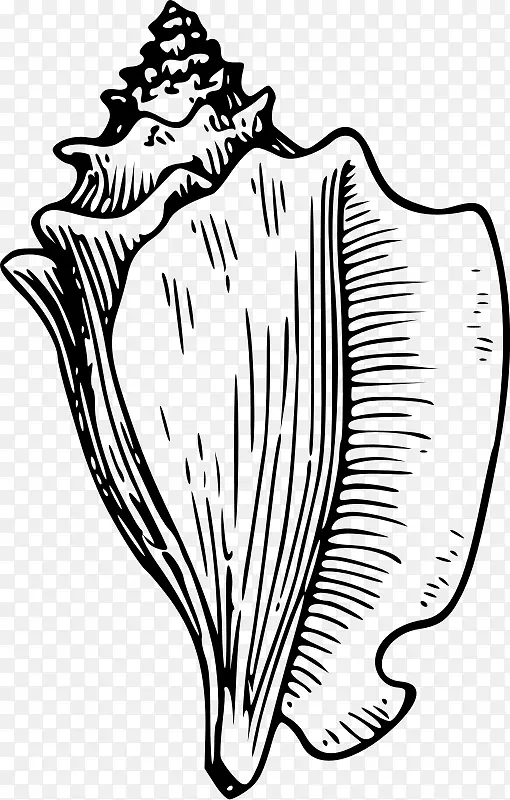 海螺贝壳画夹艺术-海螺