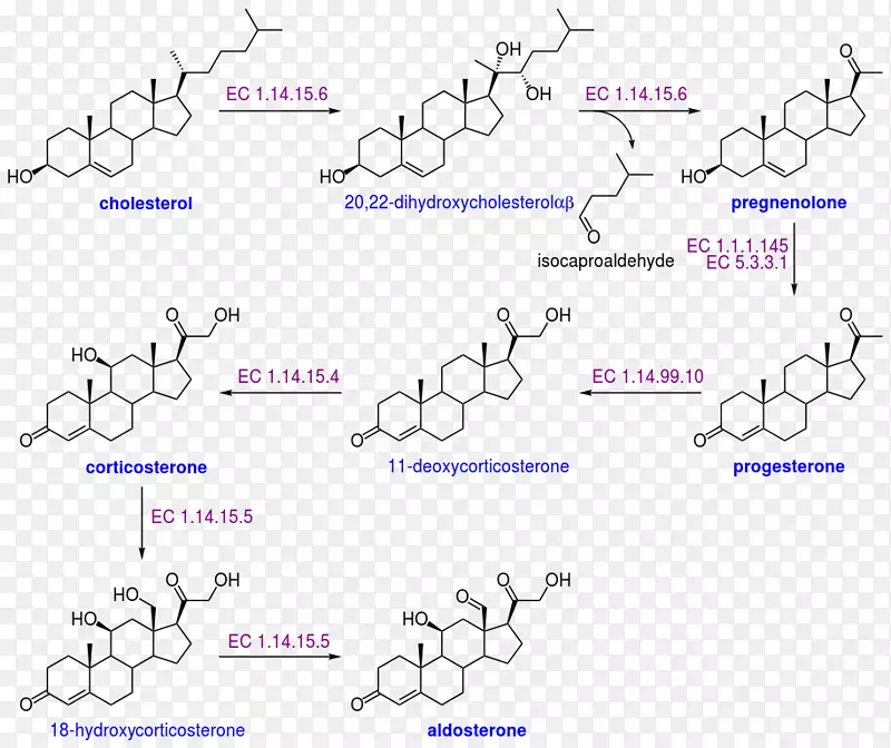 醛固酮胆固醇生物合成硫酸脱氢表雄酮