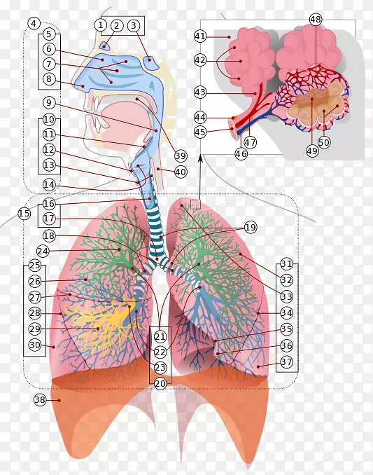 呼吸系统呼吸道呼吸肺气管