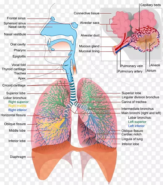 呼吸道呼吸系统人体呼吸肺气管