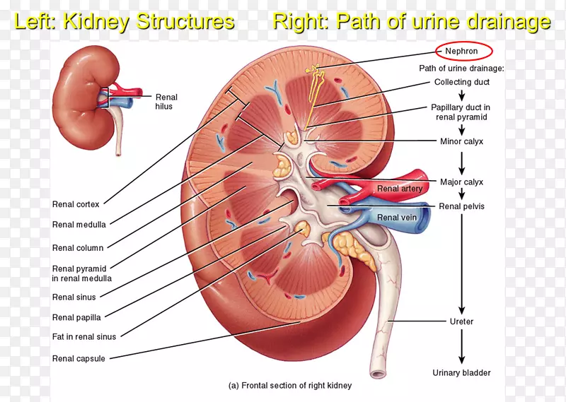 肾排泄系统解剖输尿管肾髓质皮质