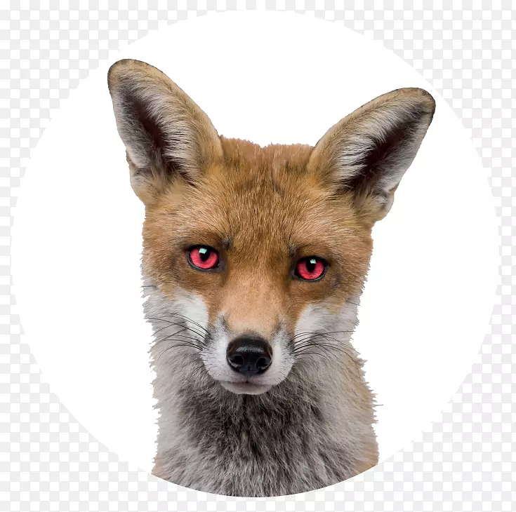 红狐摄影-免费福克斯