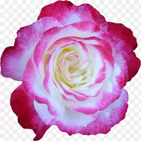 花园玫瑰花蜈蚣玫瑰专辑燕德搜索-花