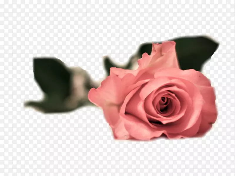 花园玫瑰粉红色花1080 p高清电视玫瑰