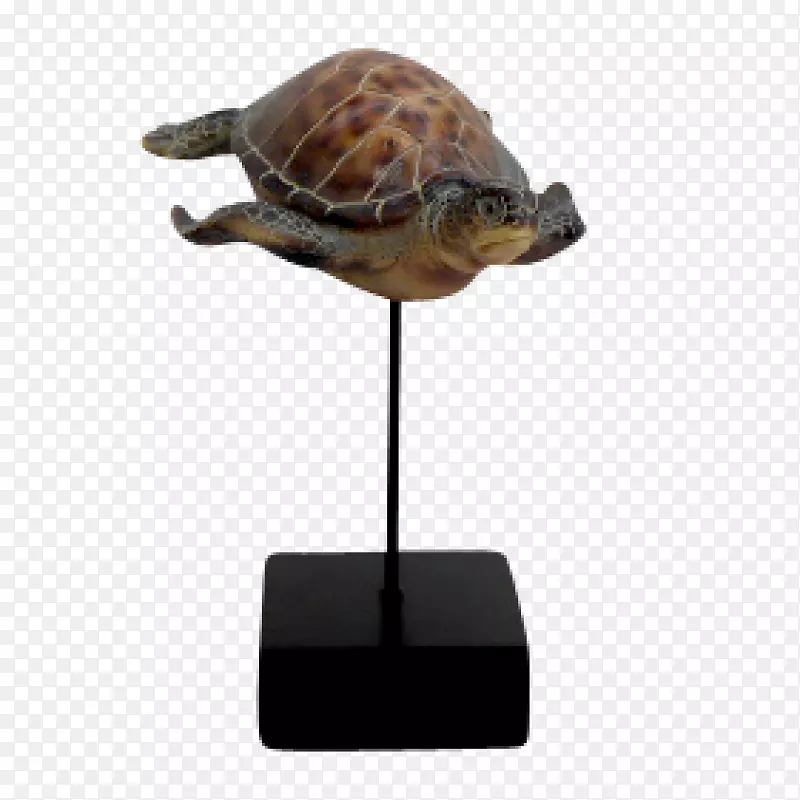 箱形海龟-欧洲装饰