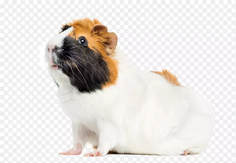 秘鲁豚鼠啮齿动物阿比西尼亚豚鼠宠物-豚鼠