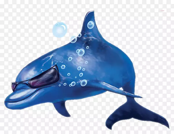 图库溪普通宽吻海豚粗齿海豚