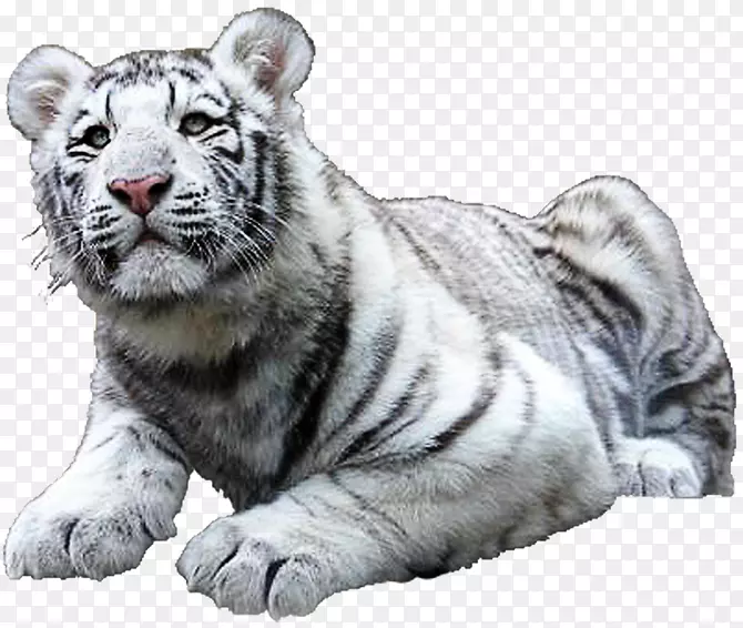 猫科狮子白虎-狮子