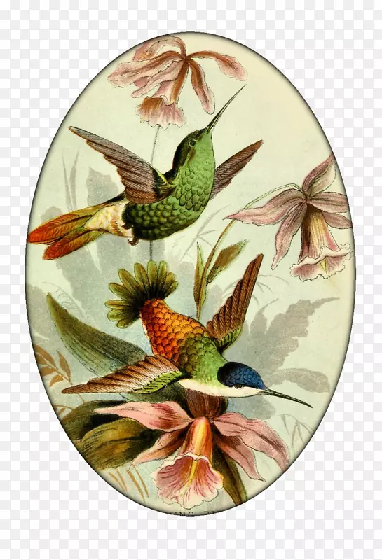 约翰·古尔德的蜂鸟版画-嗡嗡鸟