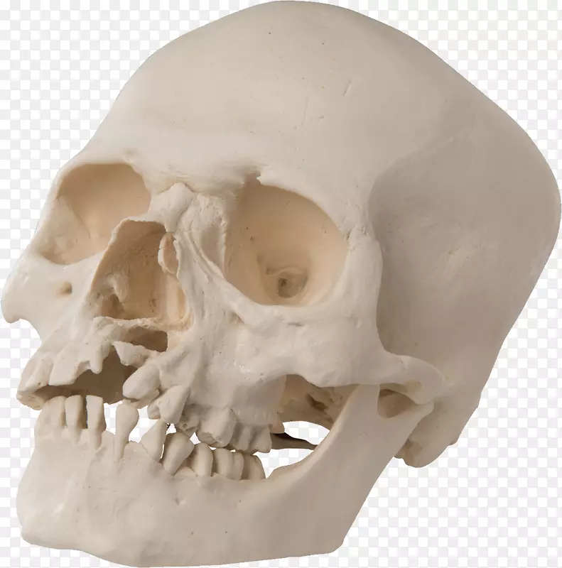 颅骨解剖腭齿科学-颅骨