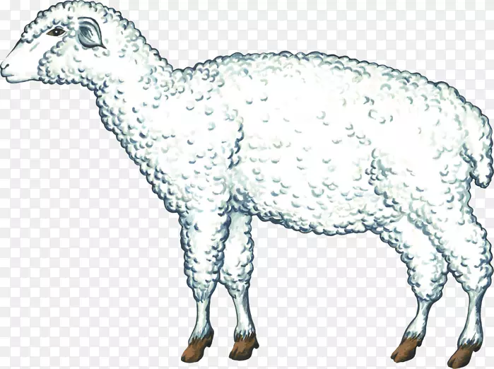 羊剪贴画-绵羊