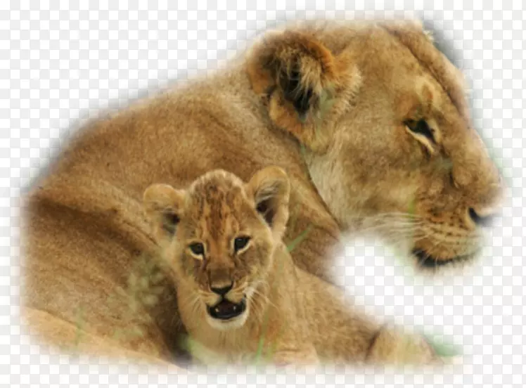 东非狮子陆生动物老虎-非洲
