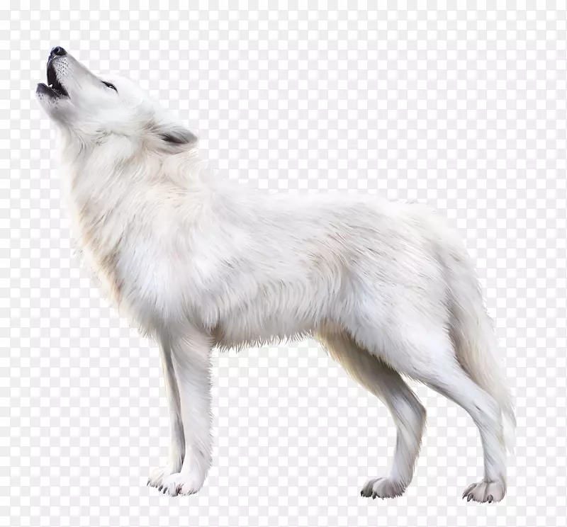 北极狐阿拉斯加冻原狼北极狐