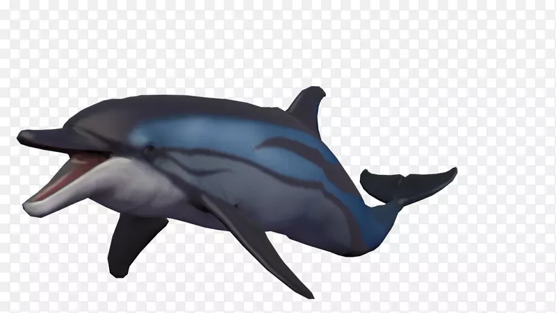 普通宽吻海豚短喙普通海豚