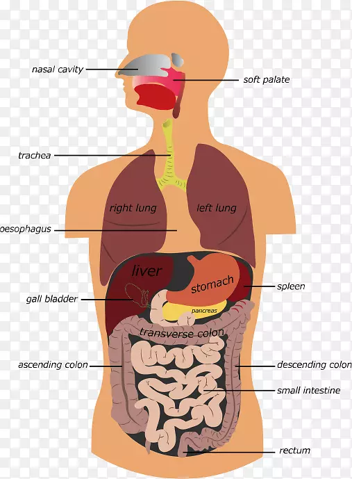 胃肠道人类消化系统免费摄影
