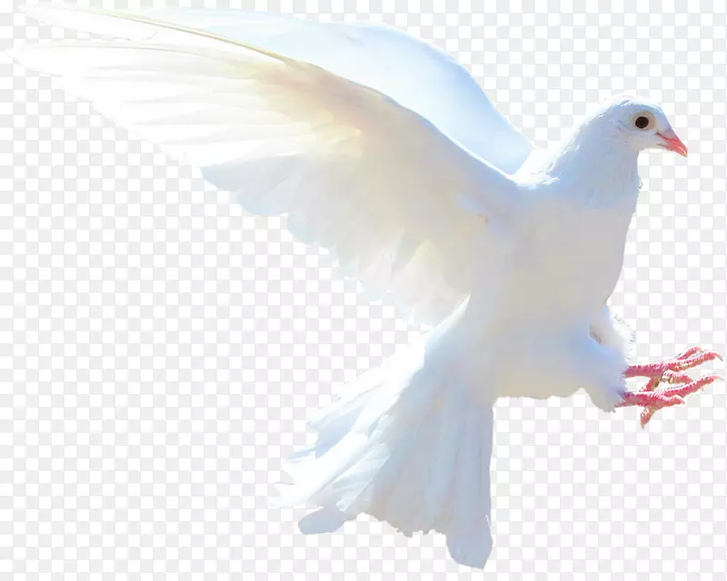 鸽子象征圣灵爱情象征