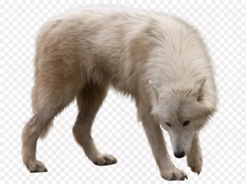 北极狼普通话北极狐