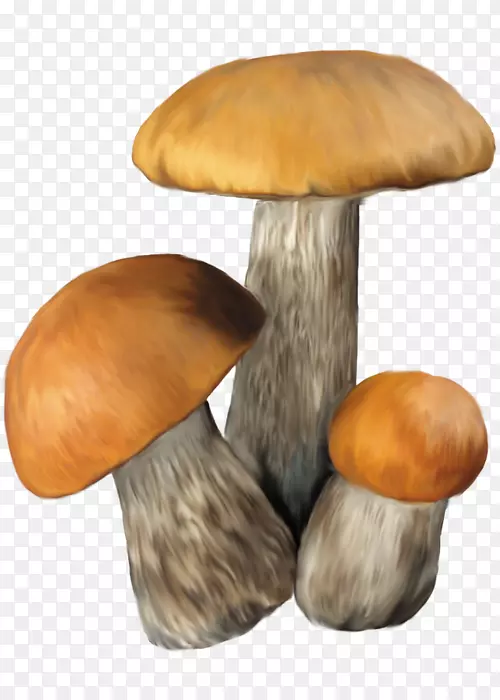 杨木食用菌剪贴画-蘑菇