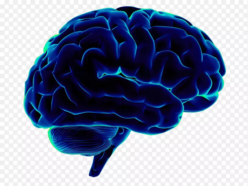 人脑神经科学智人-脑