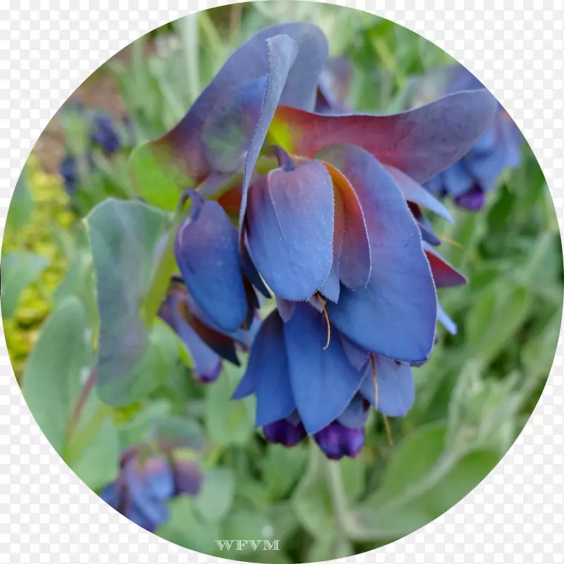 蓝帽紫花瓣
