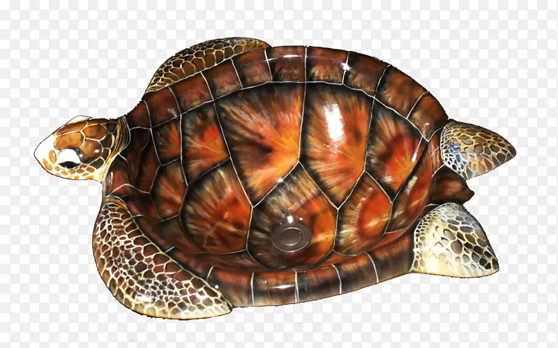 盒龟艺术幻象海龟沉龟
