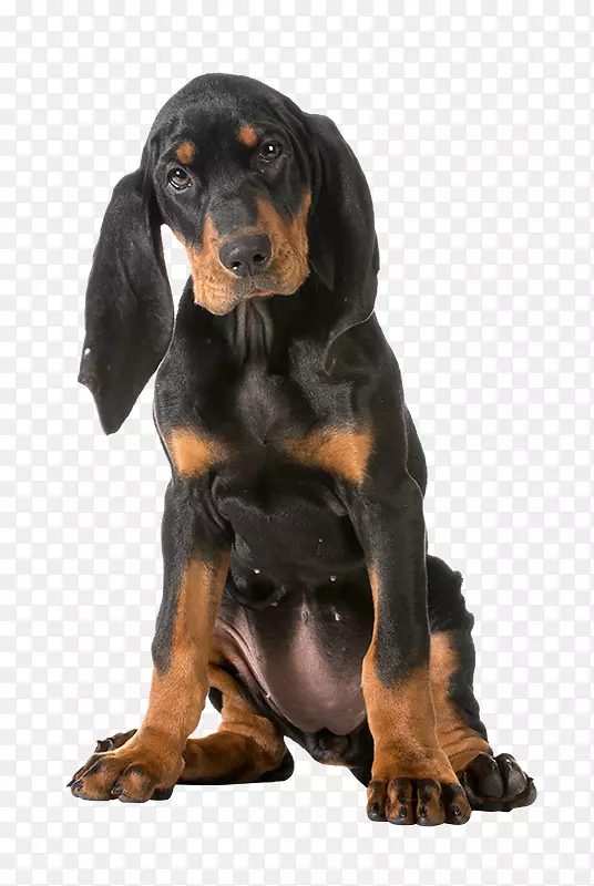 戈登·塞特·施韦泽劳芬德·斯马兰猎犬黑色和棕褐色共同猎犬品种-黑狗