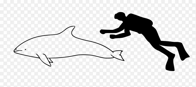 河流海豚条纹海豚旋转大西洋斑点海豚泛热带斑点海豚