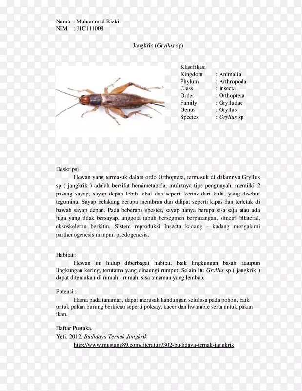 蟋蟀昆虫生物学分类昆虫