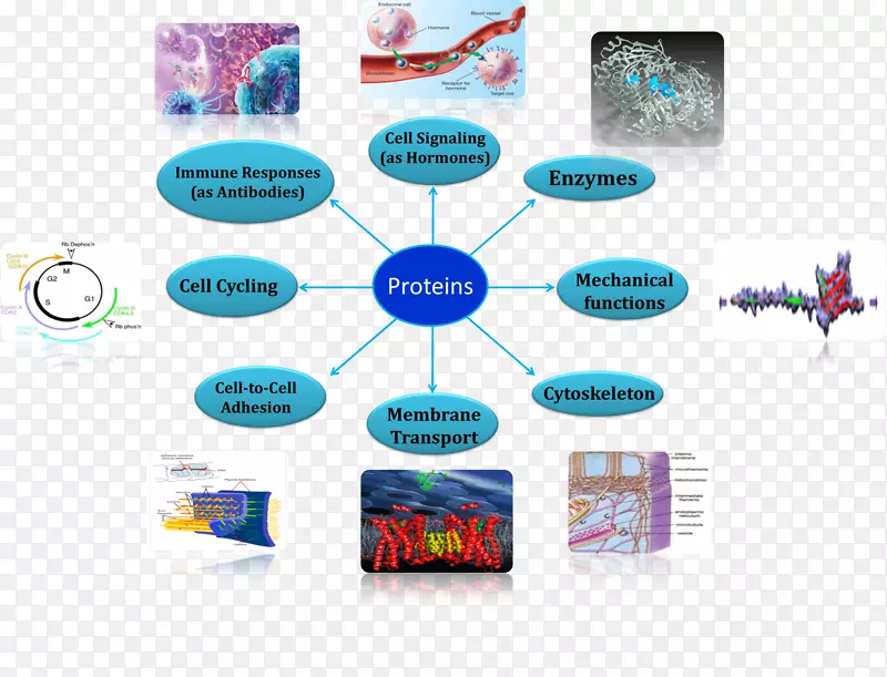 蛋白质细胞膜生物氨基酸