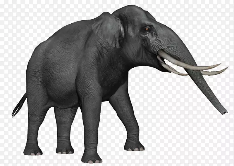 非洲象亚洲象矮象