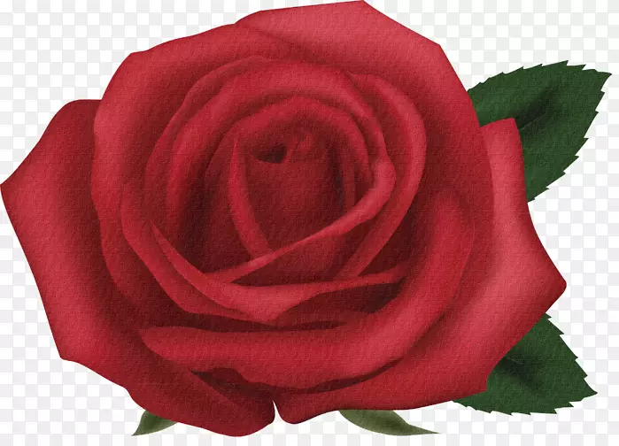 花园玫瑰，红色海滩，玫瑰剪贴画-花