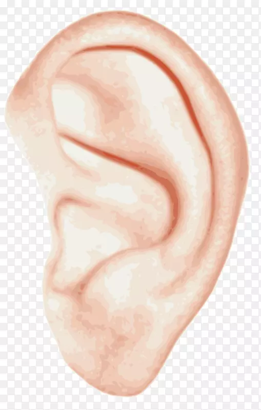 耳部解剖人体智人夹耳