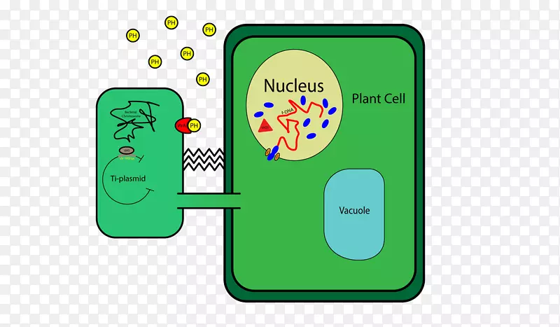 植物细胞壁dna ti质粒