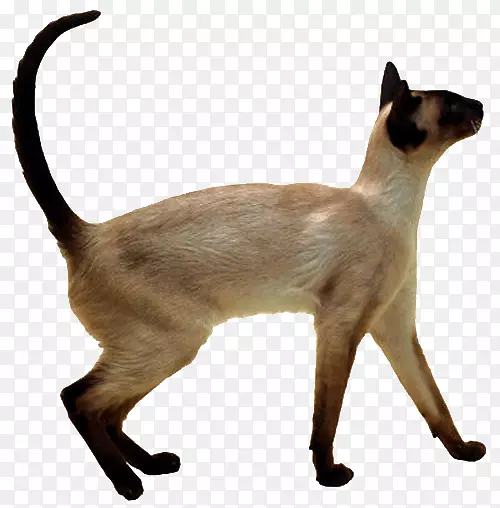 暹罗猫，泰国猫，巴厘岛猫，喜马拉雅猫，东方猫-小猫