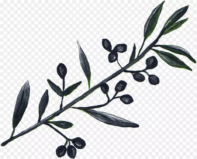 橄榄油树，橄榄枝-橄榄