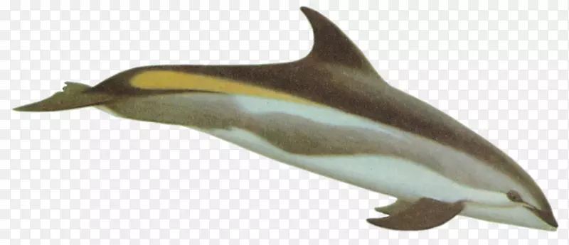 条纹海豚图库溪旋转海豚白嘴海豚普通宽吻海豚