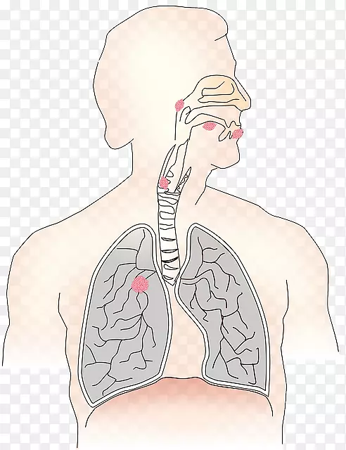 呼吸系统，呼吸道，肺，人体-鼻子