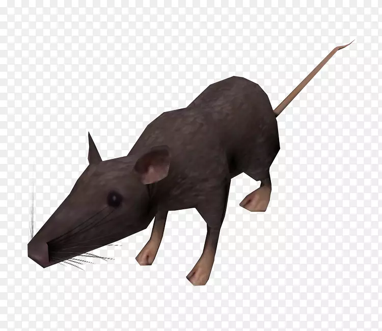 老鼠鼻子-老鼠