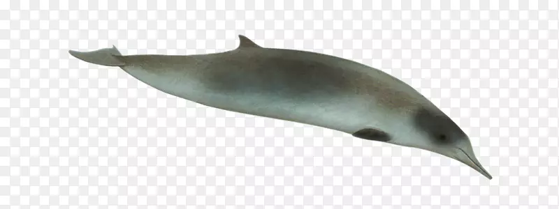 图库溪普通宽吻海豚北部宽吻鲸海豚