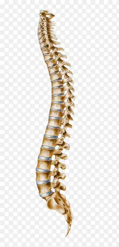人脊柱寰椎-颈椎