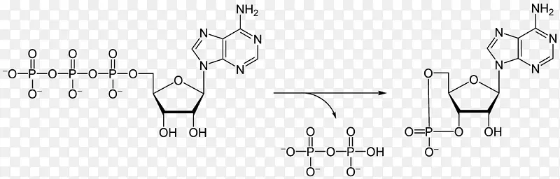 腺苷二磷酸腺苷三磷酸核糖单磷酸腺苷酶
