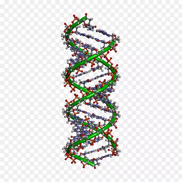 DNA分子细胞核遗传学