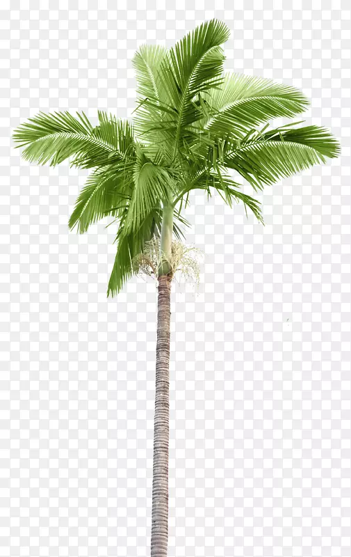 槟榔科砧木摄影棕榈枝椰子树岛