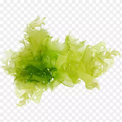 绿藻海藻图片