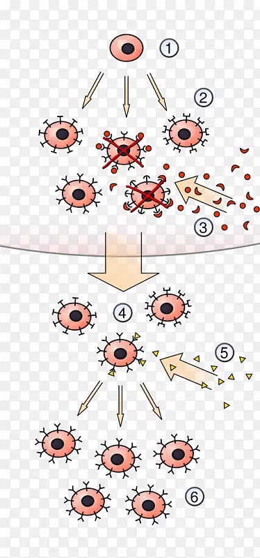 克隆选择算法淋巴细胞抗原免疫系统造血干细胞