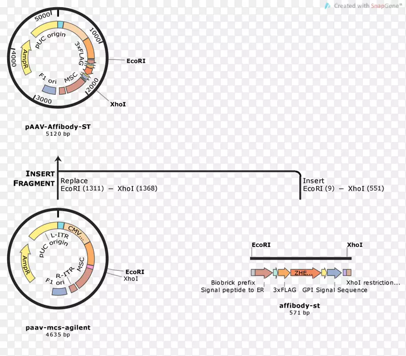 国际基因工程机器dcs 9激活系统质粒克隆腺相关病毒-癌细胞胚芽图谱