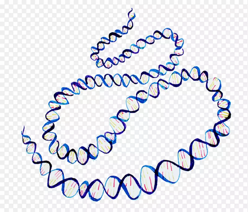 编码人类基因组计划dna核酸双螺旋