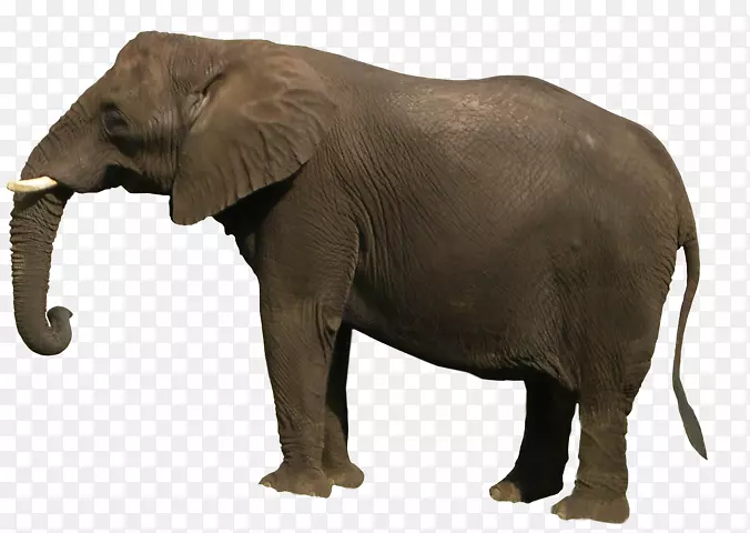 亚洲象非洲灌木象剪贴画-象