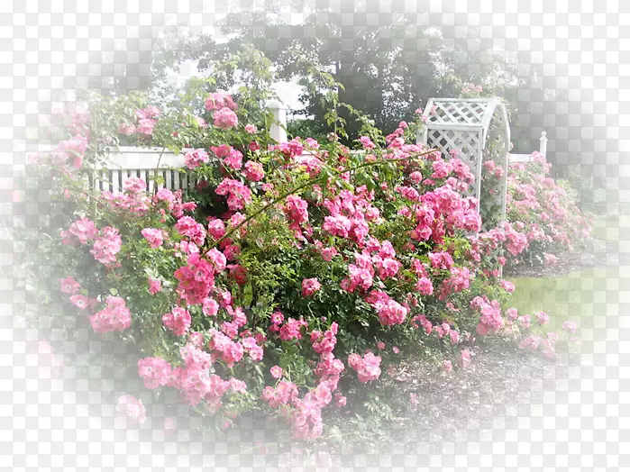 乡间花园国际玫瑰试验园玫瑰花园后花园-玫瑰
